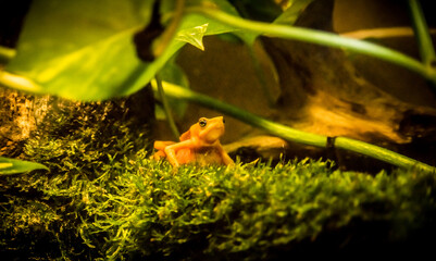 Orange frog creeping through the moss