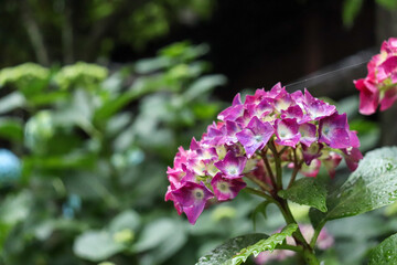 あじさい 紫陽花 アジサイ パープル 美しい かわいい 綺麗 癒し 雨 梅雨 落ち着いた 6月 花