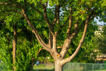 tree in the park