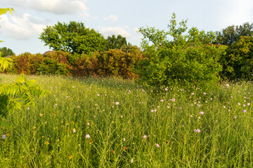 meadow with flowers and trees