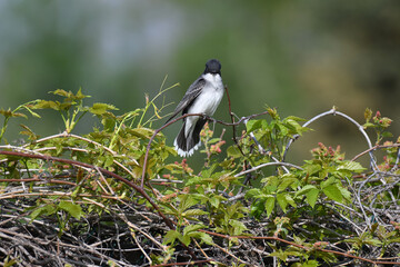 Eastern Kingbird perched on a twig