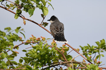 Eastern Kingbird perched on a twig