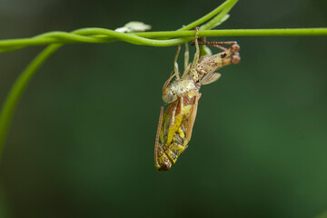 Moment Grasshopper molting in nature
