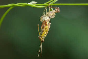Moment Grasshopper molting in nature