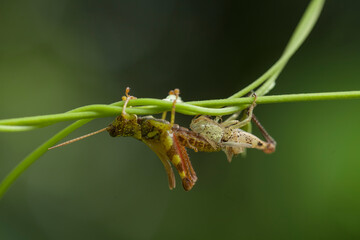 Moment Grasshopper molting in nature