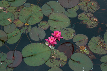 Pair of pink water lilies in bloom
