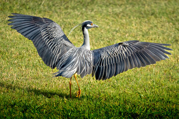 Yellow crowned night heron spreading wings