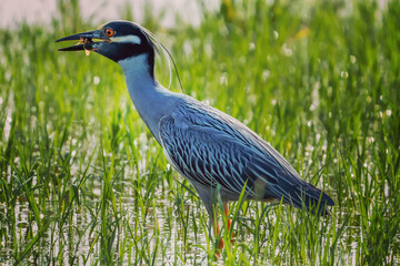 great heron