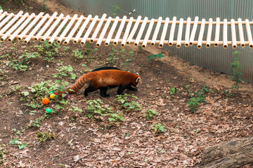 Red panda running around on the floor of an enclosure at the zoo