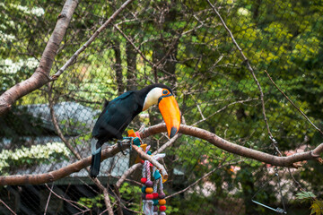 Toucan perched on a branch at the zoo