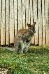 Wallaby in an enclosure at the zoo