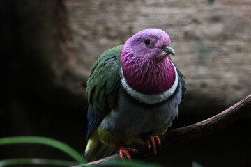 Colorful pigeon