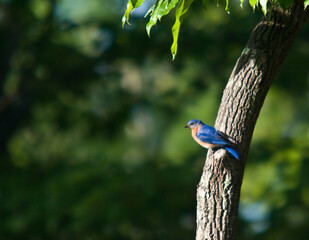 Eastern bluebird poised for flight