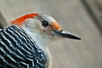 Red-bellied up close and personal