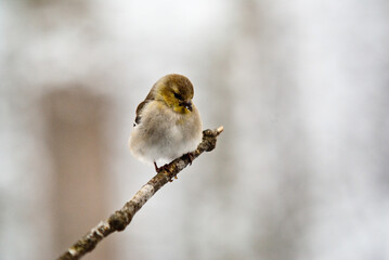 Puffed up American goldfinch