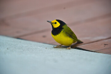Yellow and Black bird
