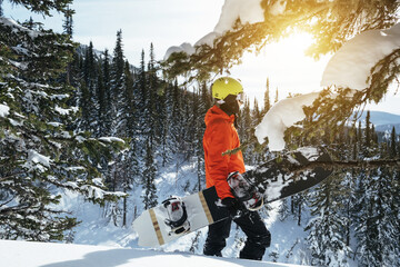 Snowboarder freerider walking ski touring in forest, wild mountains, winter sunny day
