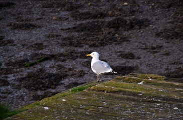 Lone seagull on an ancient warf