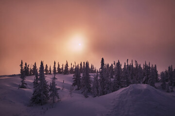 Beautiful winter Christmas trees forest with mountain landscape on frozen sunrise in Russia, Sheregesh