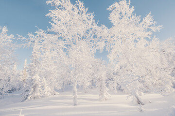 Snow covered frozen trees in winter forest