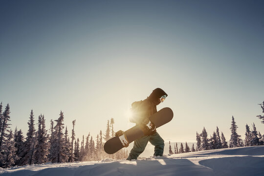 Silhouette of Snowboarder walking on snowy powder near  fir-tree forest covered with snow