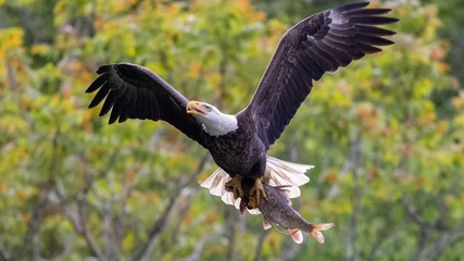 Poster bald eagle in flight © Vihar