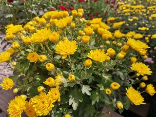 yellow flowers