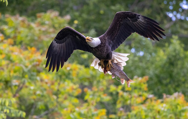 american bald eagle