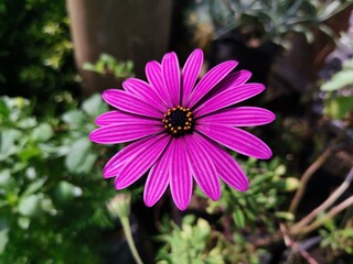 pink flower in the garden
