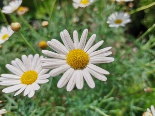 daisy in the grass