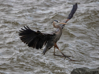 egret landing