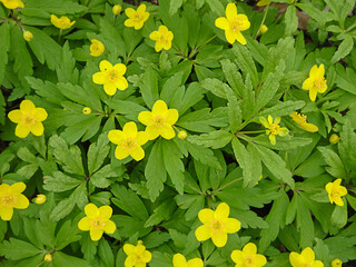Anemone ranunculoides, yellow anemone, yellow wood anemone, buttercup anemone natural background, selective focus