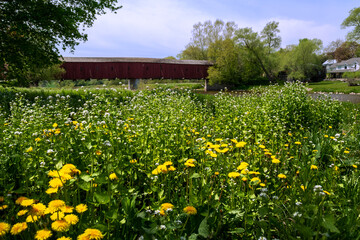 Obraz premium A flowery field leads to the West Montrose Covered Bridge, the last one remaining in Ontario, built in 1881.