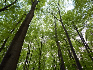 trees in the forest