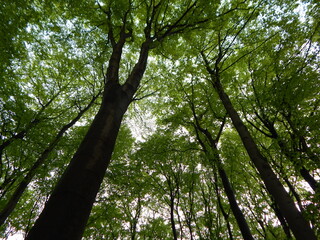 trees in the forest