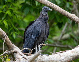 vulture perched on a tree