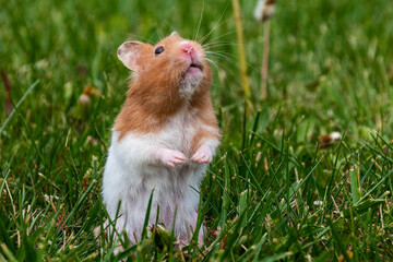 Naklejka na ściany i meble A cute hamster pauses its exploration of a grassy field to look up at the sky in rural Ontario.