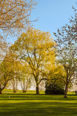 Fototapeta premium Spring season tree in forest, park and blue sky background 