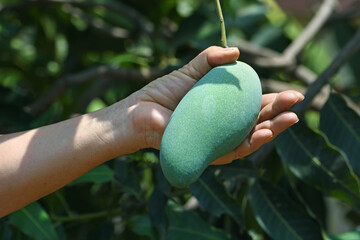 Hand of a farmer holding a green mango fruit in organic farm.
