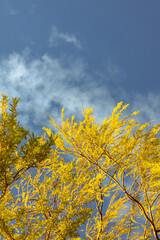 Fototapeta premium View of Bluffers Park in Toronto, Canada