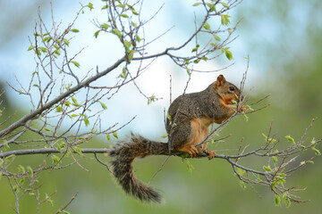 Hungry pregnant fox squirrel with teats eating new springtime leaves on tree branch