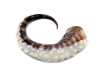 tentacles of squid isolated on white background