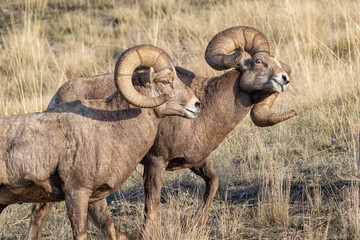 pair of bighorn rams posturing