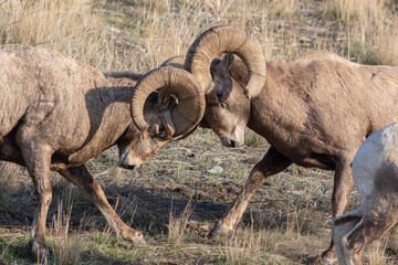 bighorn sheep butting heads