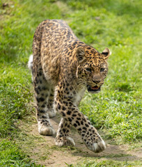 leopard in the grass