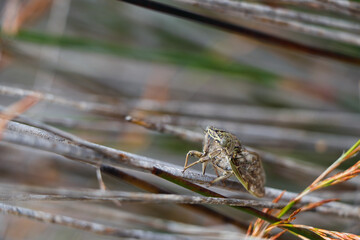 Cicada Beetle On Restio Grass (Capcicada decora), Mossel Bay, South Africa