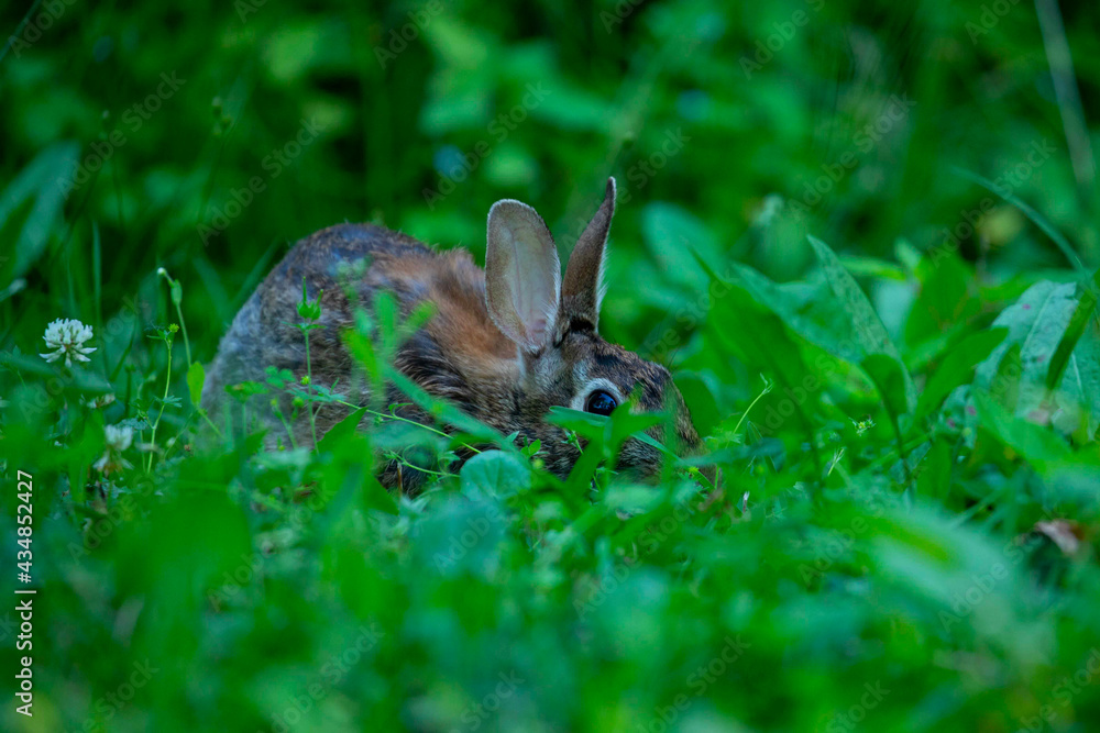 Wall mural Juvenile Eastern Cottontail Rabbit Searching for Food in a Shaded Grass Field - Wall murals