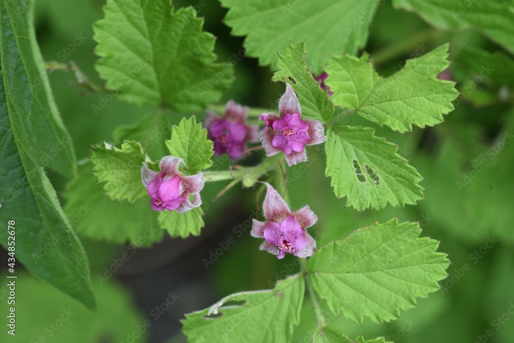 Poster native raspberry flowers. rosaceae deciduous shrub.