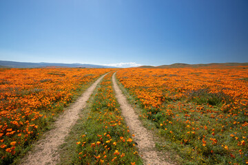 Desert dirt road through field of California Golden Poppies in the high desert of southern...