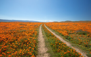 Desert dirt road through field of California Golden Poppies in the high desert of southern California USA